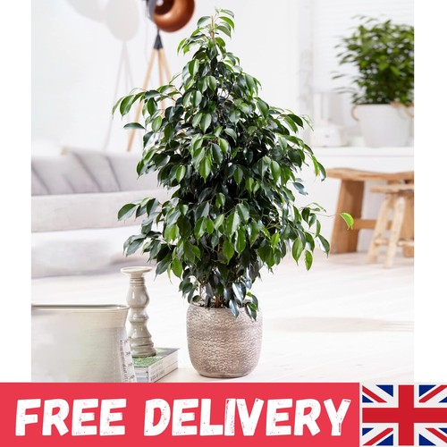 Weeping fig large indoor house - weeping,