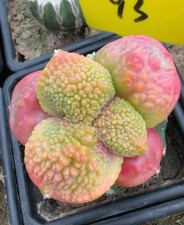 Live House Plant Ariocarpus