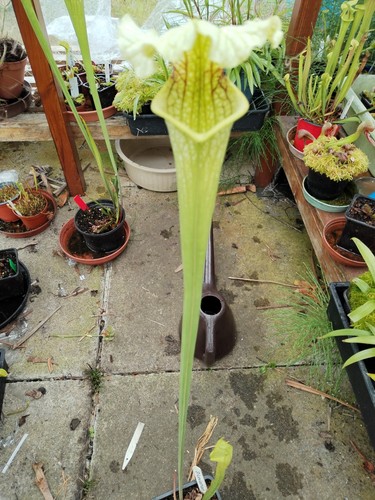Sarracenia leviathan - sarracenia,
