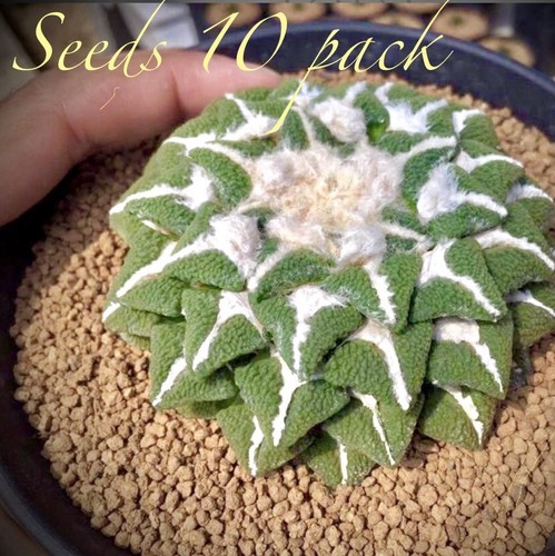 Pack rare seeds - (10),