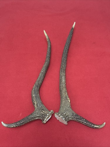 Pair red deer antlers 762g - red,
