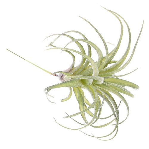 Artificial flower home decor - flower,