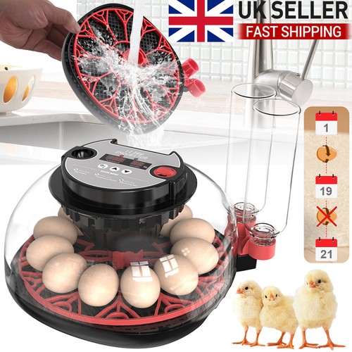 Eggs fully automatic - eggs,