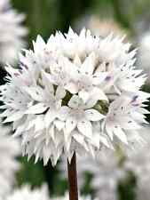 Allium  'Graceful Beauty'- 10 bulbs