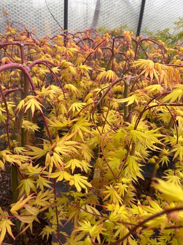 Acer cascade gold weeping - gold,