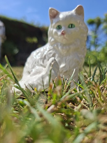 Goebel persian cat - goebel, kitten