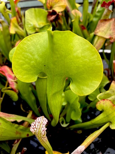 Sarracenia manta ray - sarracenia,