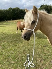 ROPE HALTER SHETLAND FOAL BRIGHT WHITE PURE COTTON, HAND MADE IN UK *FREE POST*