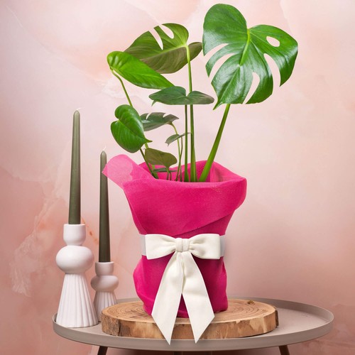 Monstera swiss cheese - monstera,