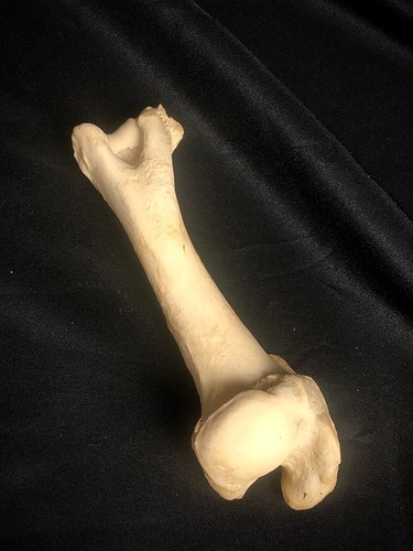 Badger leg real - leg.,