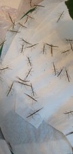Indian Stick Insects Nymphs, X10