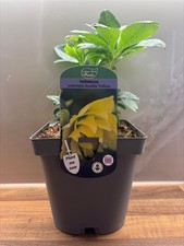 Hellebore Double Yellow 2L
