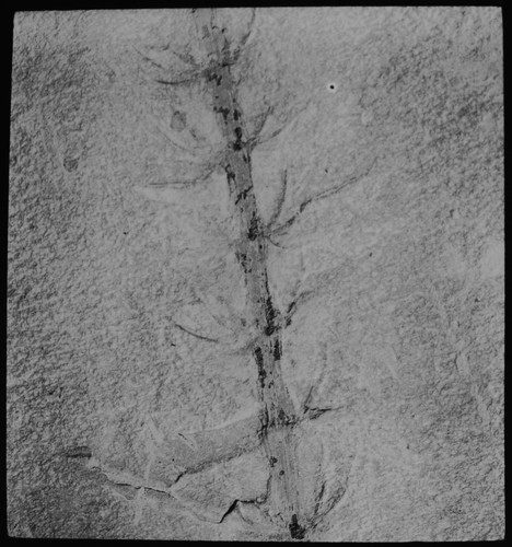 Photo tree fern - tree,