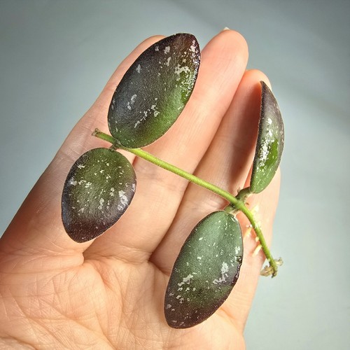 Hoya vl9 rooted - -, cutting