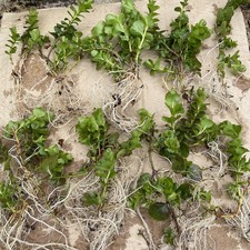 10 Bare Root Plants of Green