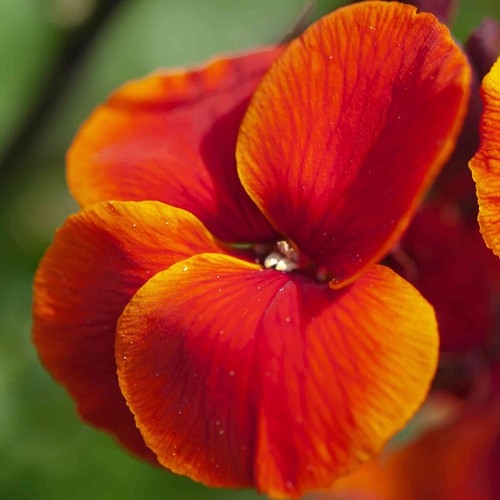 Orange fire king - 50, wallflower