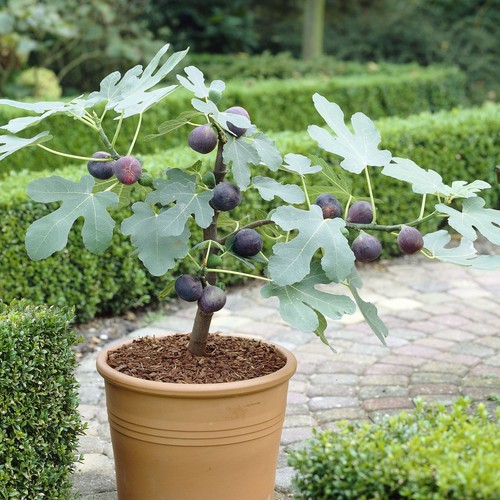 Ficus little miss - little, dwarf