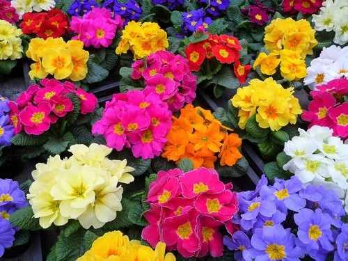 Mixed english primrose - english,