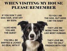 Funny  Cute Border Collie Dog