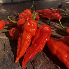 Bhut Jolokia Ghost Pepper 30