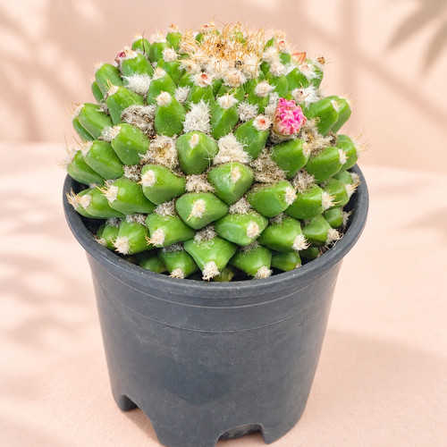 Mammillaria polythele nuda - polythele, |