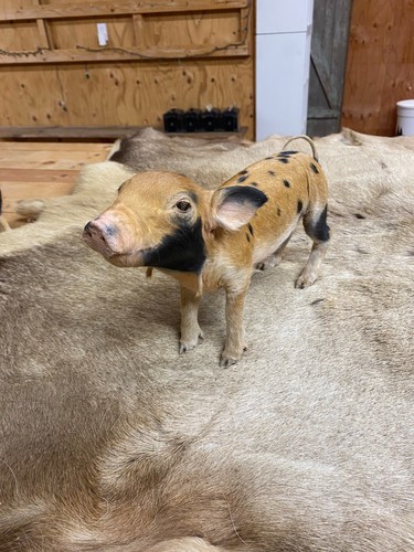 Taxidermy piglet mount - piglet, #4