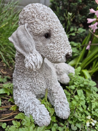 Blue bedlington terrier - blue, dog