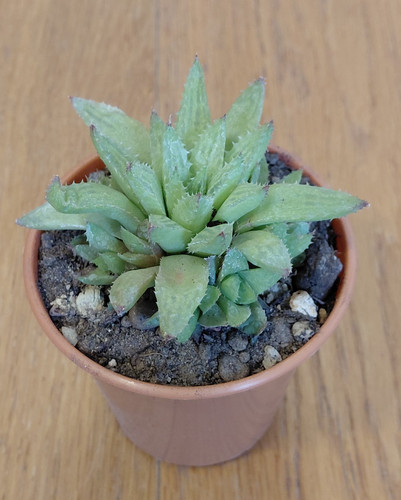 Haworthia turgida caespitosa - ,