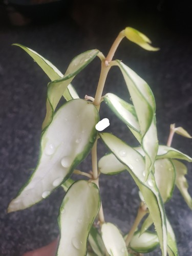 Hoya burmanica variegated - variegated, 2