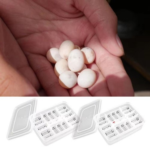 Reptile egg incubator - egg,