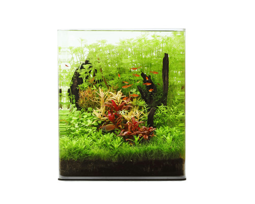 Natureholic classic cube - natureholic,
