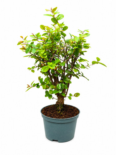 Chinese bonsai sweet plum - plum, tree
