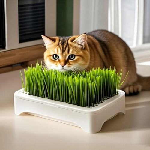 Cat grass growing kit - cat,