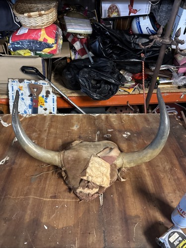 Taxidermy vintage american cow - american,