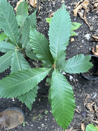 Sweet chestnut sapling tree - sweet,