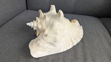 Very large queen conch shell