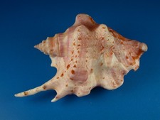 Strombus taurus, Great Pattern, Long Spike, 89.4mm, Guam Shell