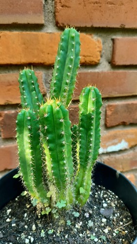 Sacred cactus bridgesii - sacred, x