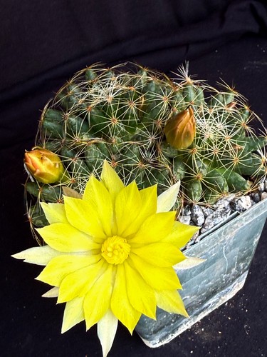 Mammillaria sphaerica cactus - mammillaria,