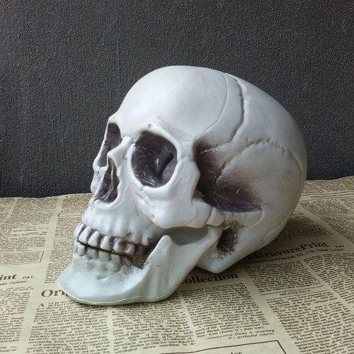 Realistic halloween skull - halloween,