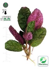 Hemigraphis Colorata (3x) Live Aquarium Plants Tropical Fish Tank Snail Free