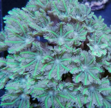 Green Clove Polyps Soft Coral Frag Reef not LPS SPS Hammer Torch Mushroom Zoa