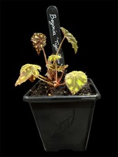 Begonia ‘tiger paw’