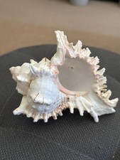 STUNNING  CONCH SEA Queen