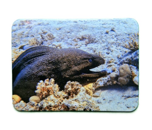 Fridge magnet real - magnet, |