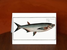 Knife-Carp (Cyprinus