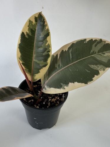 Ficus elastica tineke indoor - ficus,