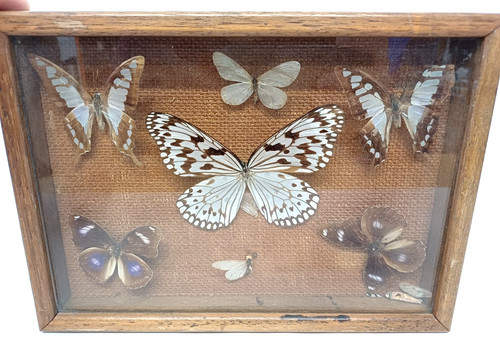 Vintage butterfly taxidermy - butterfly,