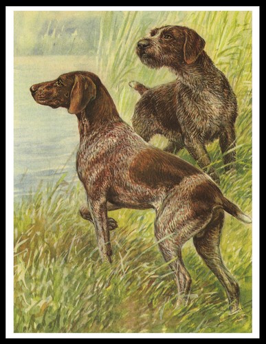 German shorthaired and - german,