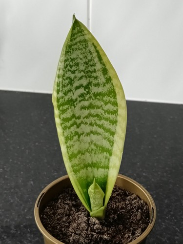 Snake plant mother - snake, mother-in-law’s
